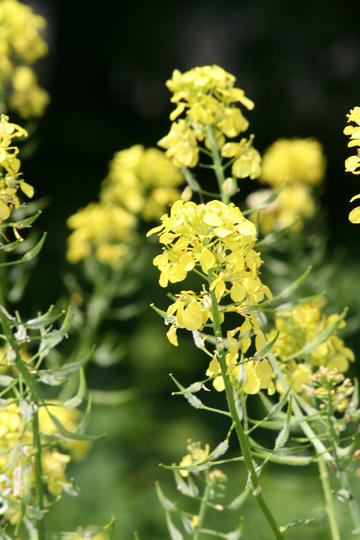 代购花7元就能伪造海外快递信息